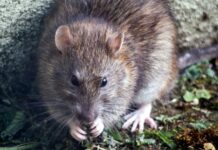 Are wild rats dangerous?