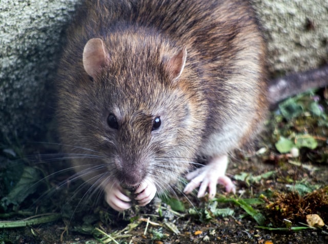 Are wild rats dangerous?
